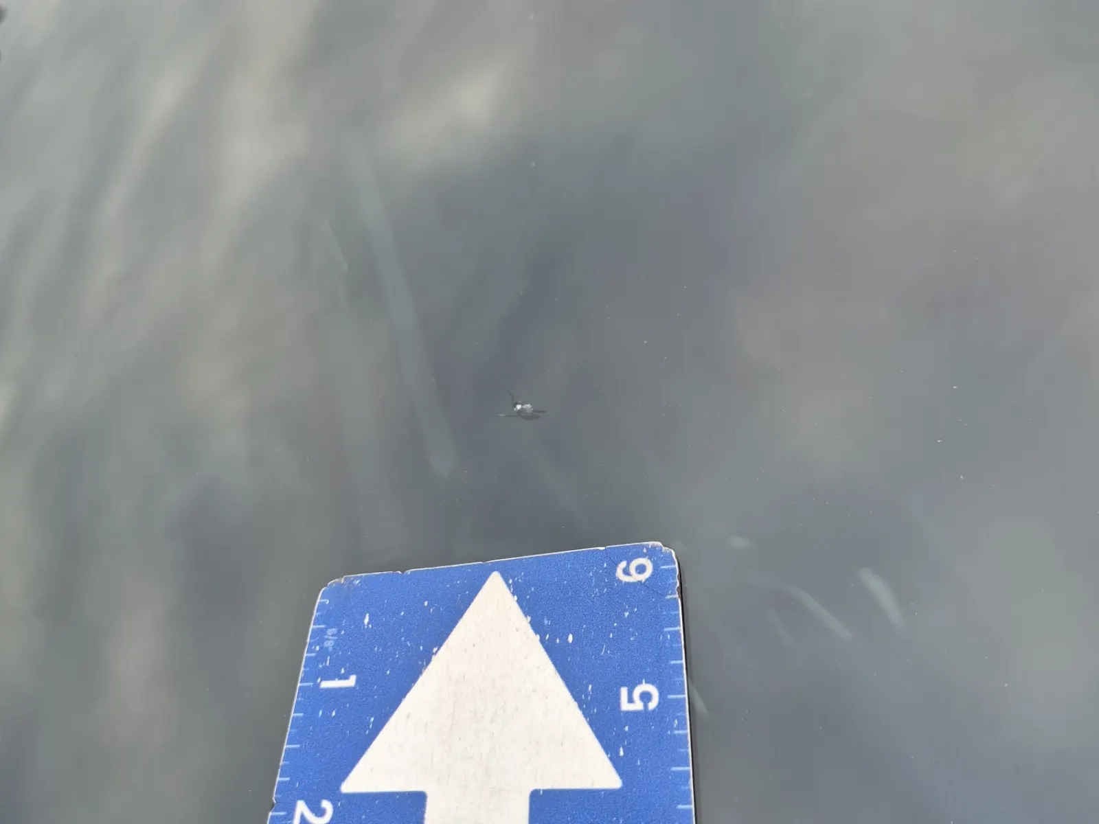 Windshield (Chipped) 1/8" to 1/2"