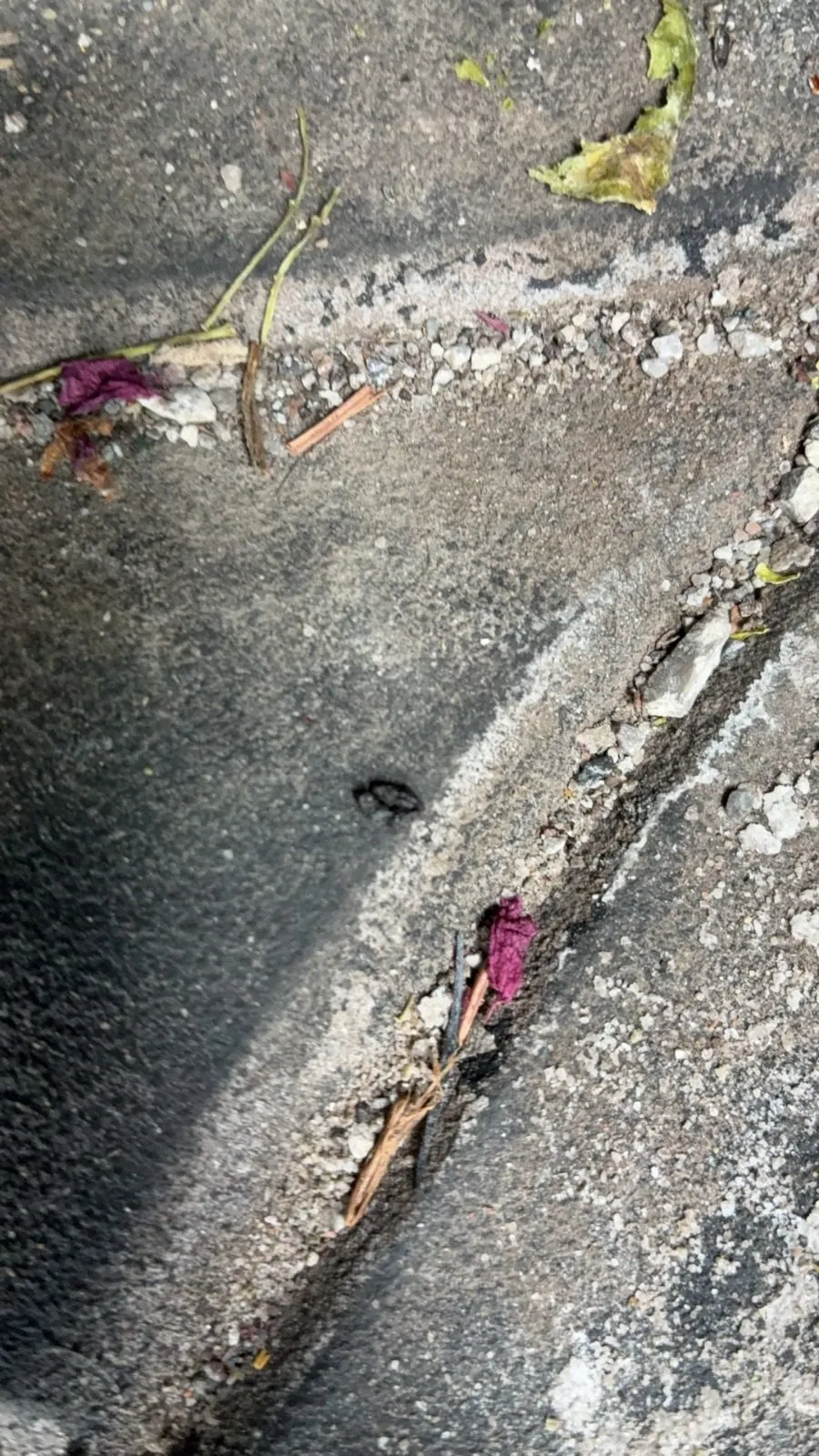 Extra Photo 1